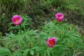 Paeonia officinalis subsp. officinalis